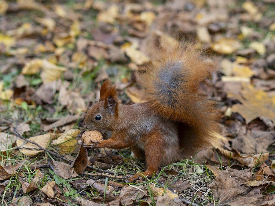 Eurasian Red Squirrel with a walnut