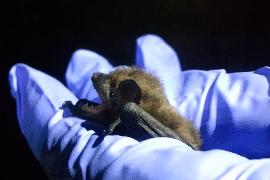 Evening Bat