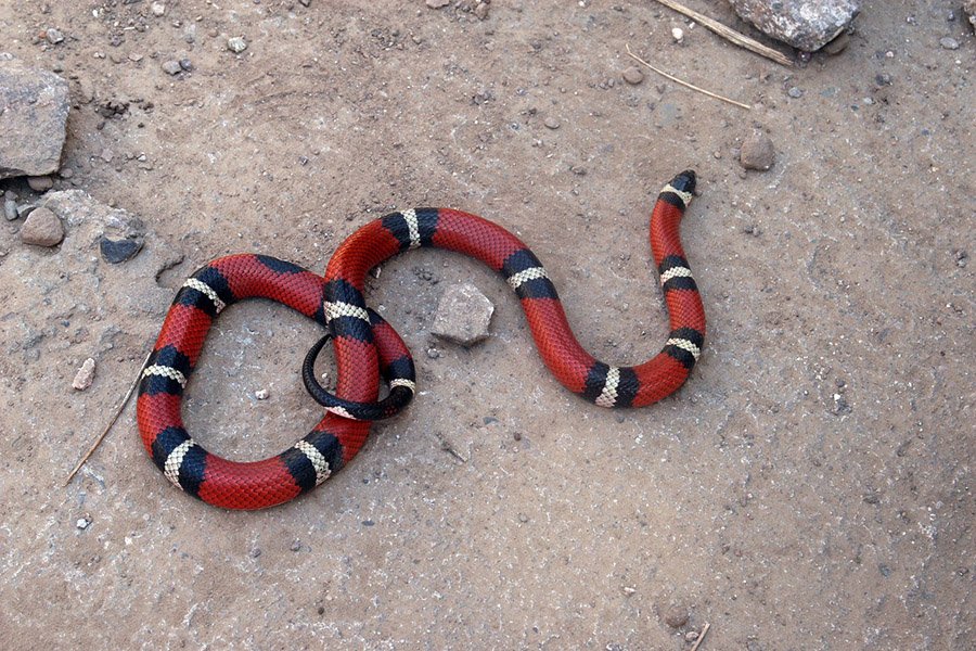 False coral snake