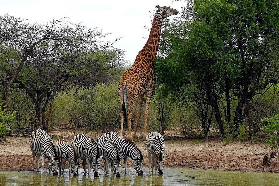 Giraffe and zebras drinking