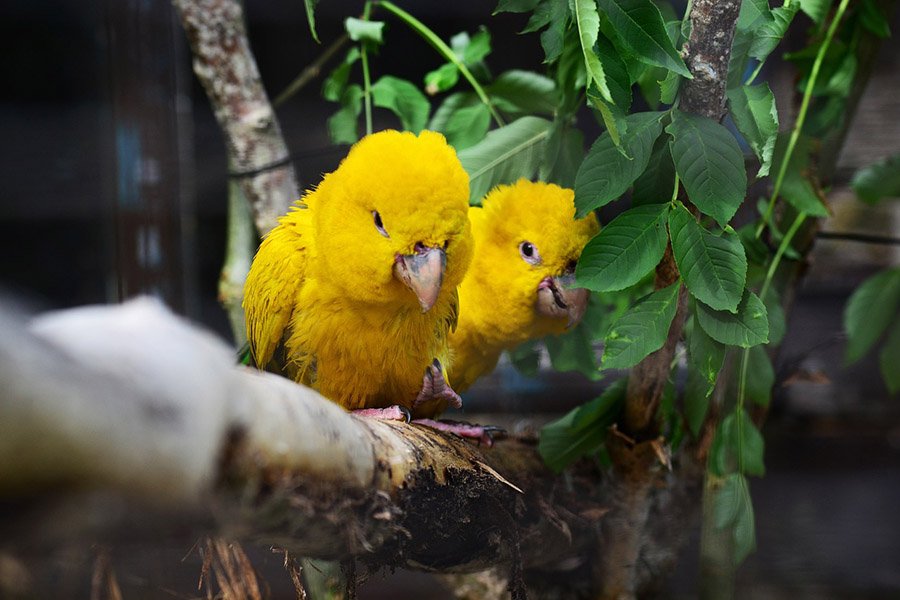 Golden conures
