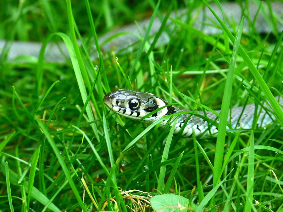 Grass Snake