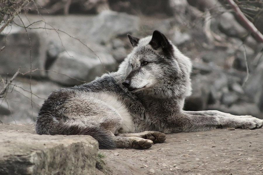 Gray wolf resting