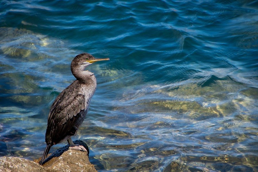 Great cormorant