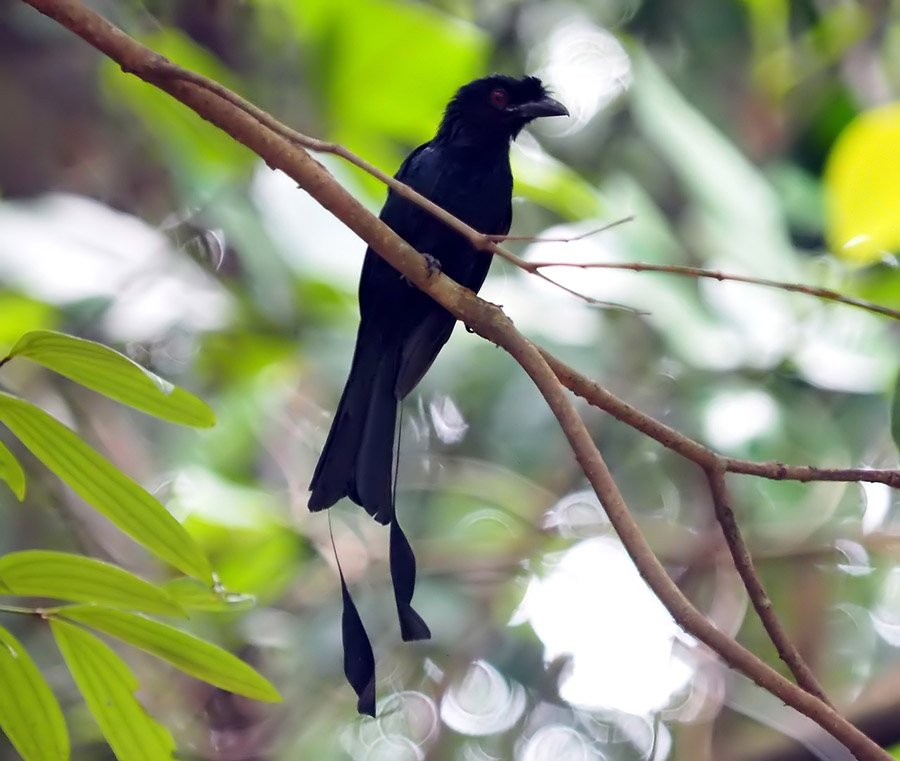 Greater racket-tailed drongo