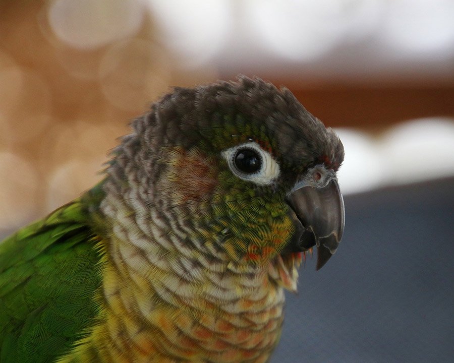 Green-cheeked conure