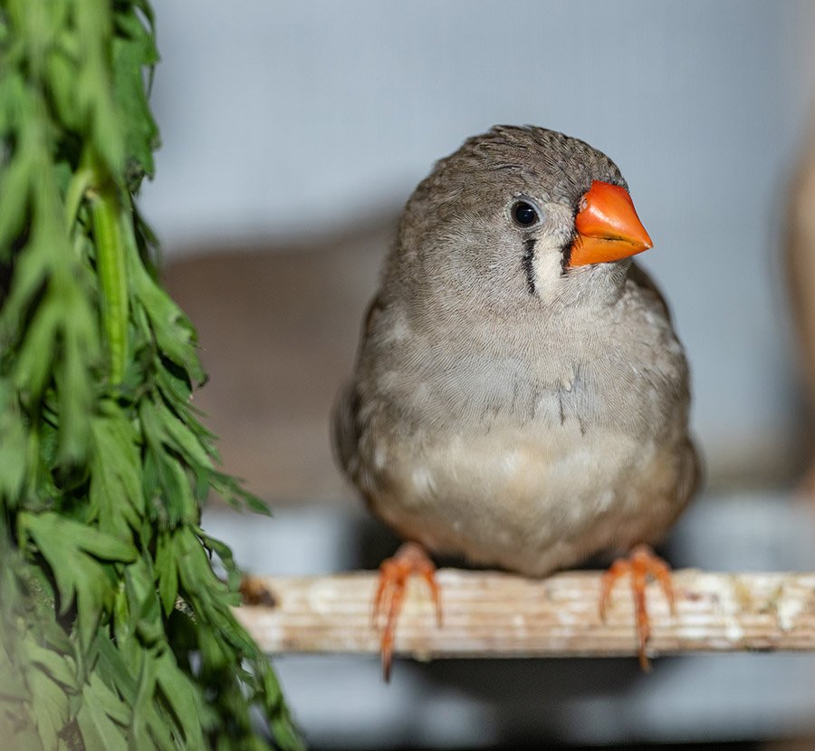 Grey Pied Zebra Finch