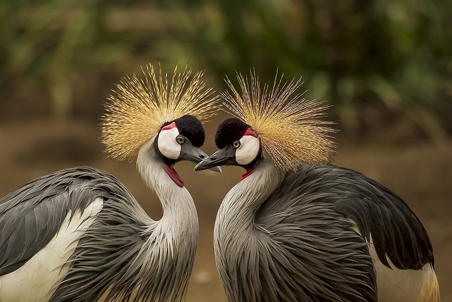 Grey crowned cranes