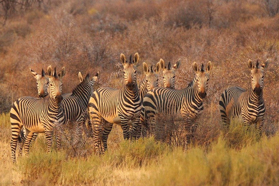 Herd of zebras at sunset