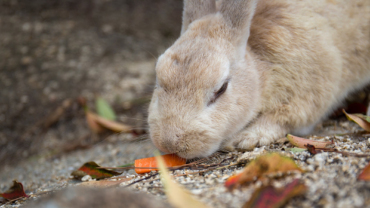 Japan Okunoshima