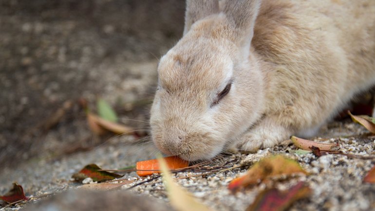 Japan Okunoshima