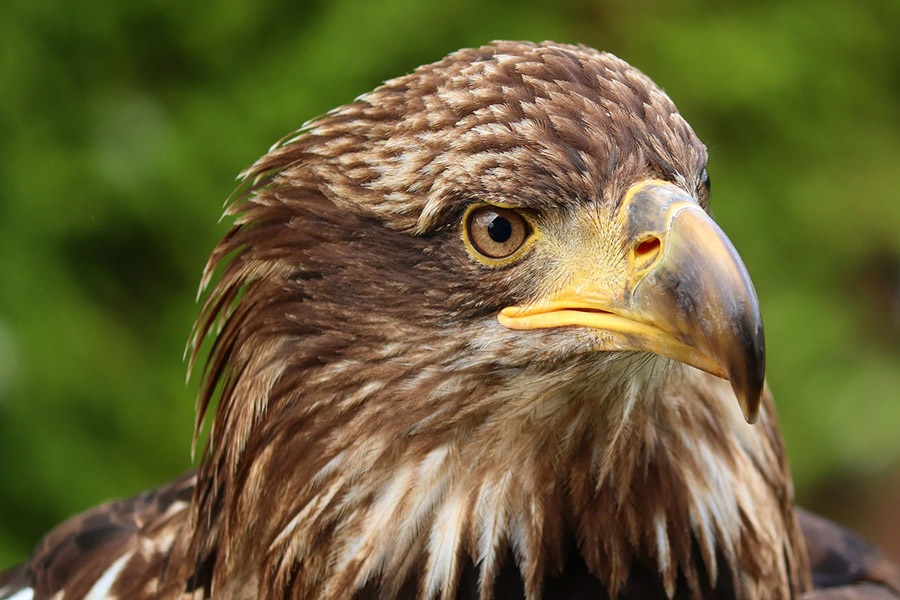 Kazakhstan Golden Eagle