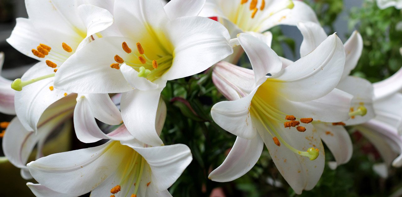 National Flower Of Kazakhstan Best Flower Site