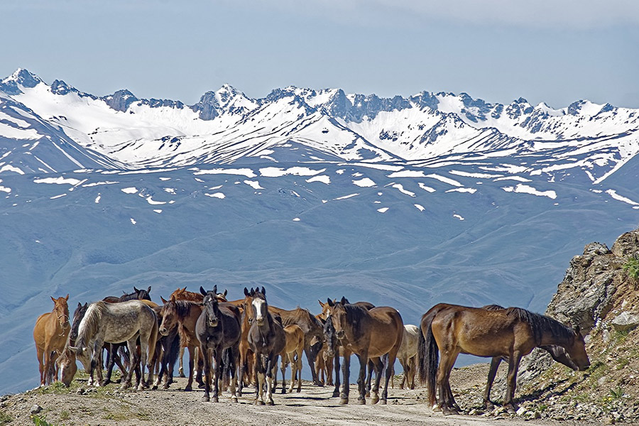 Kyrgyzstan - Horses