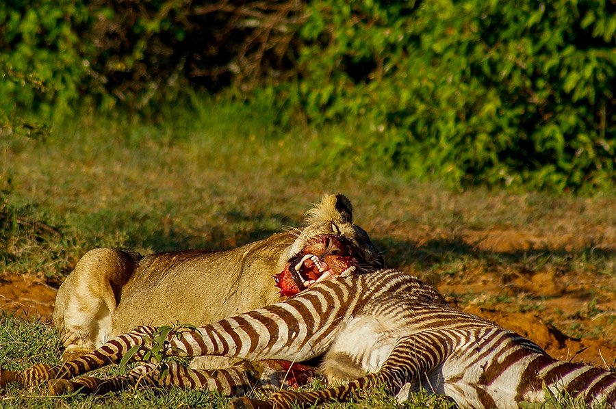 Lion eating a zebra