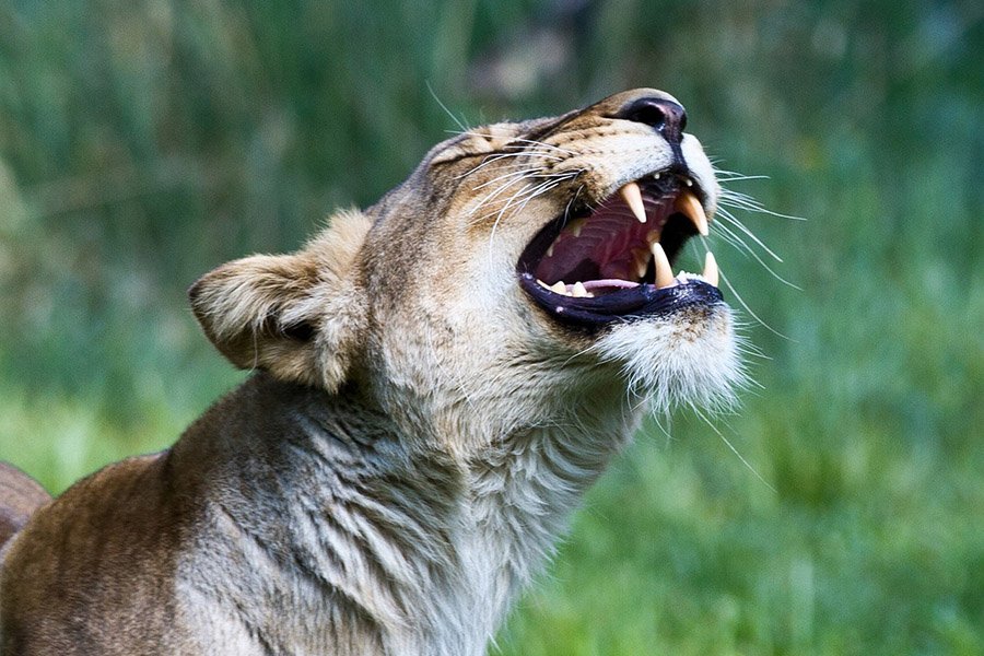 Animals with fangs - Mandrill