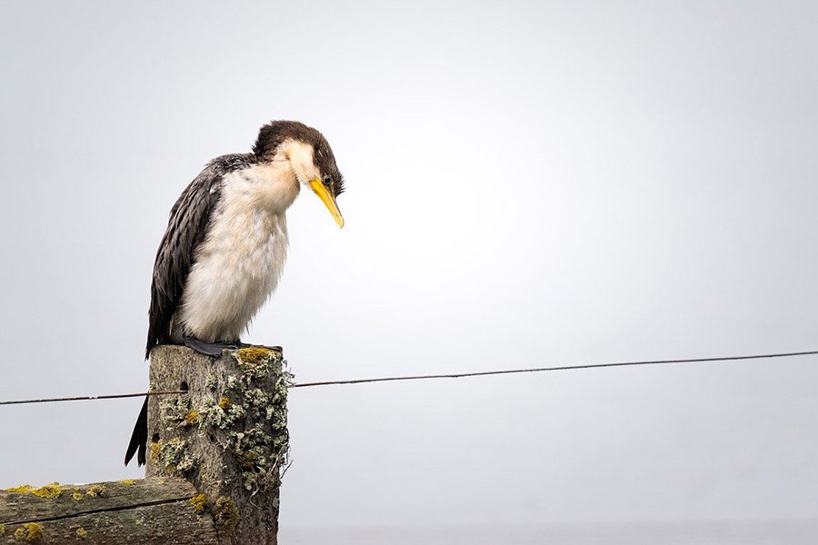 Little pied cormorant