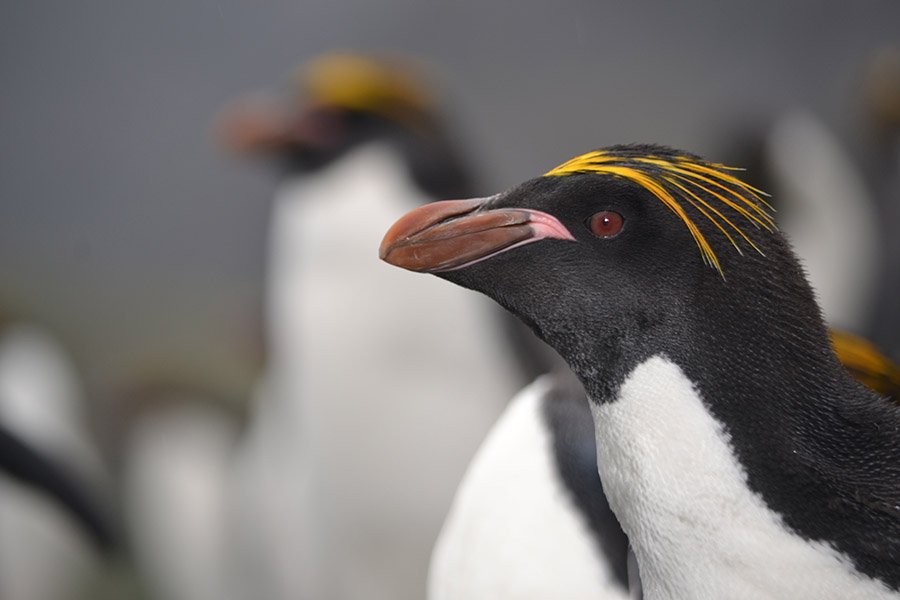 Macaroni penguin