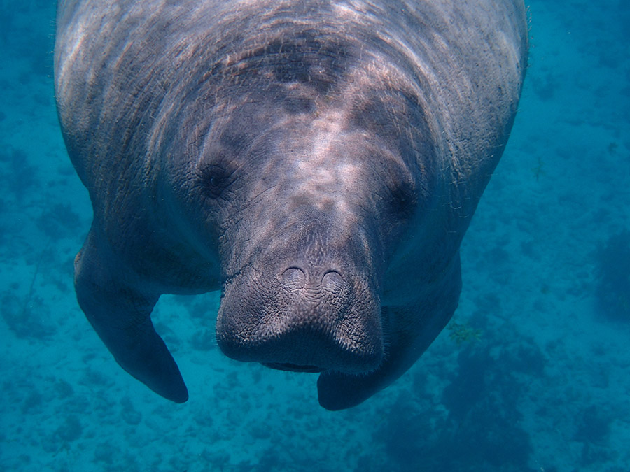 A manatee