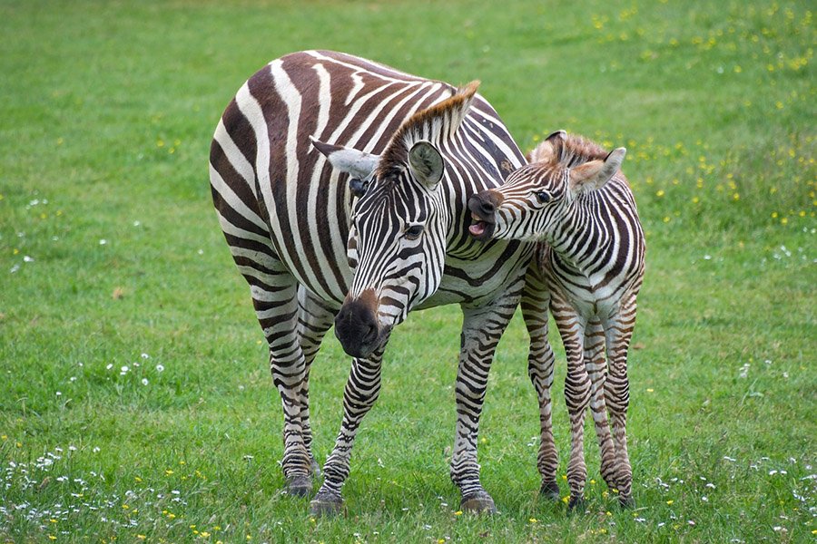 Mother zebra and baby