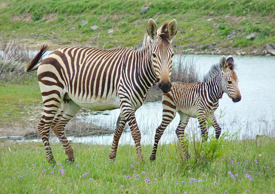 Mountain zebra (Hartmann's zebra)