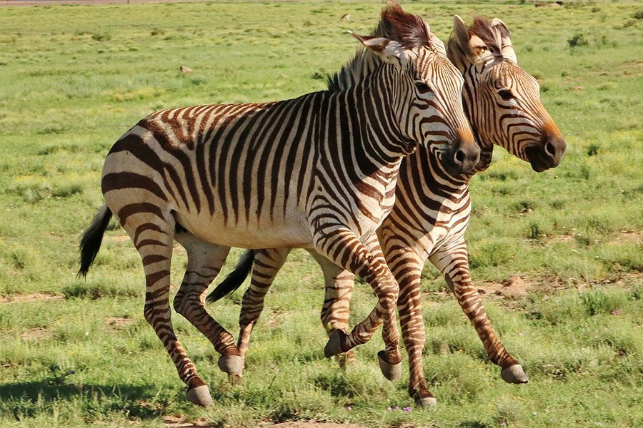 Mountain zebras running