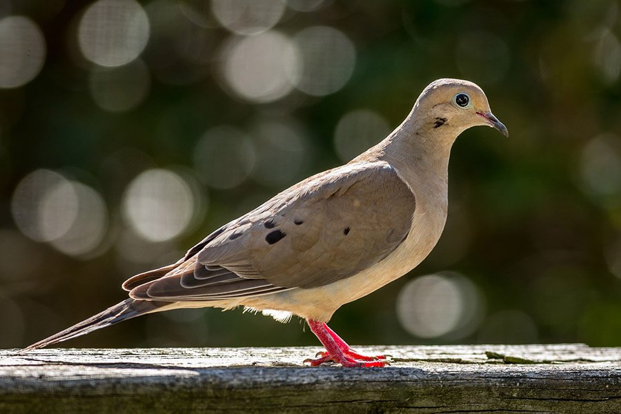 Mourning Dove