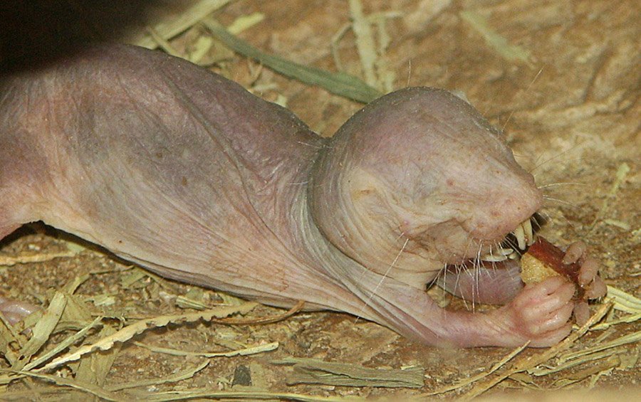 Naked Mole Rat eating