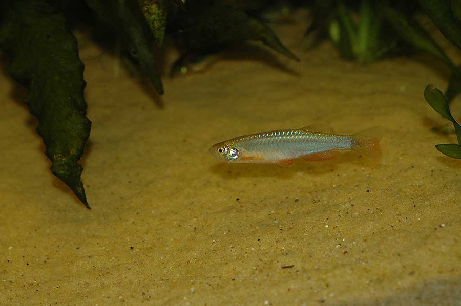 Pearl Danio (Danio albolineatus)