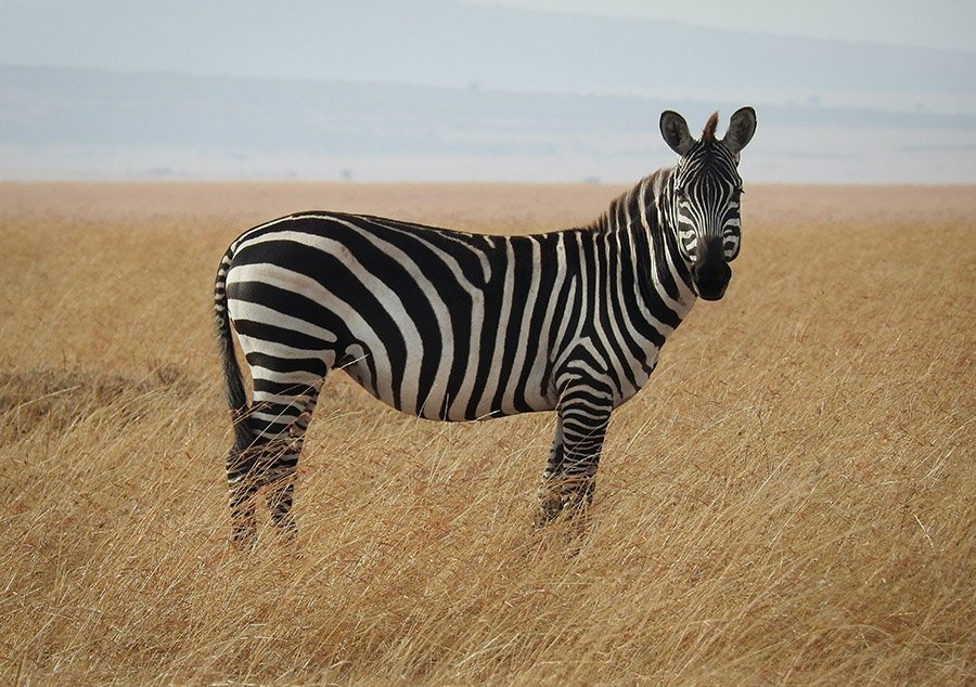 Perfect portrait of a zebra