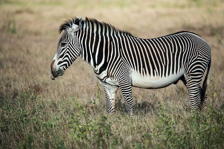 Portrait of a Grévy's Zebra