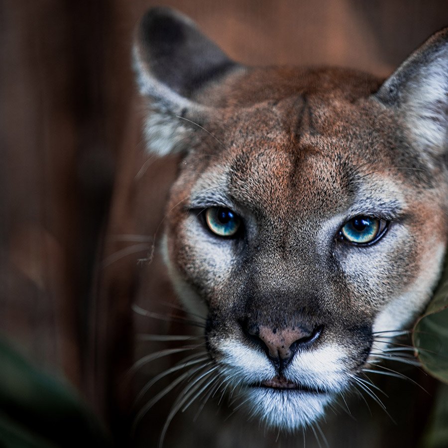 Portrait of a cougar