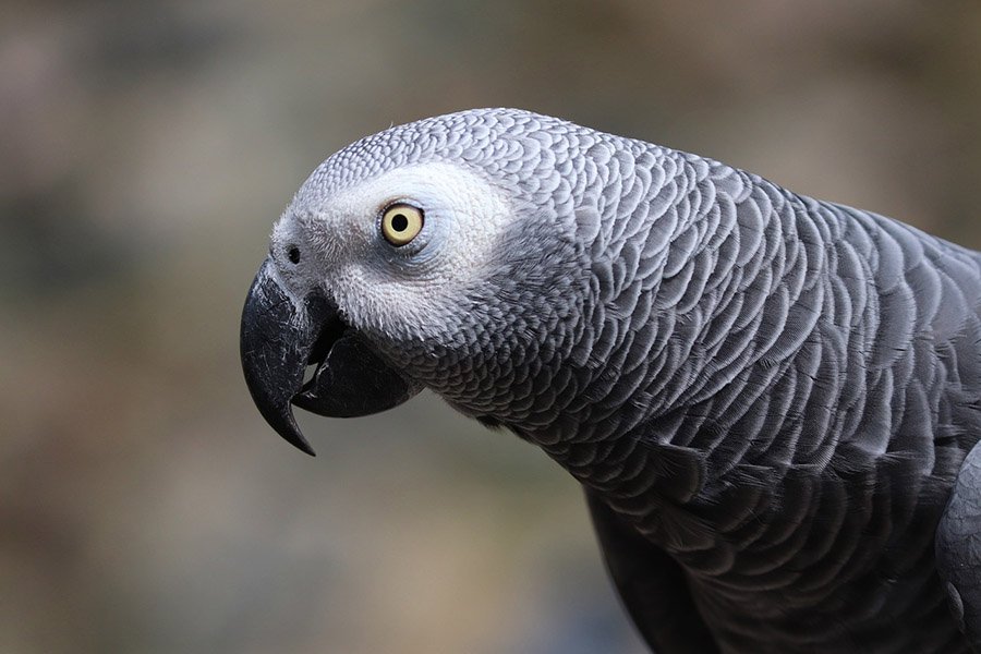 Rainforest animals - African Gray Parrot