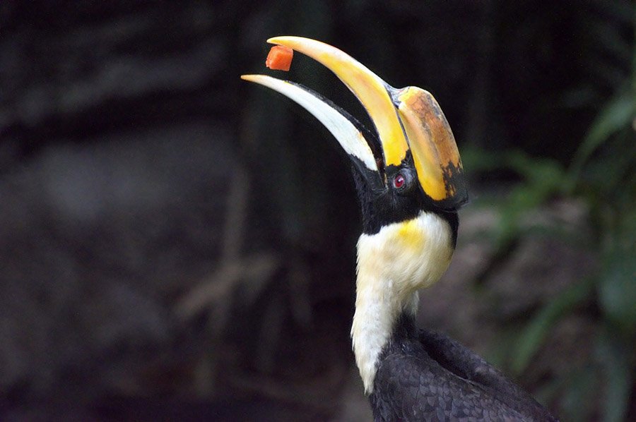 Rainforest animals - Great Hornbill