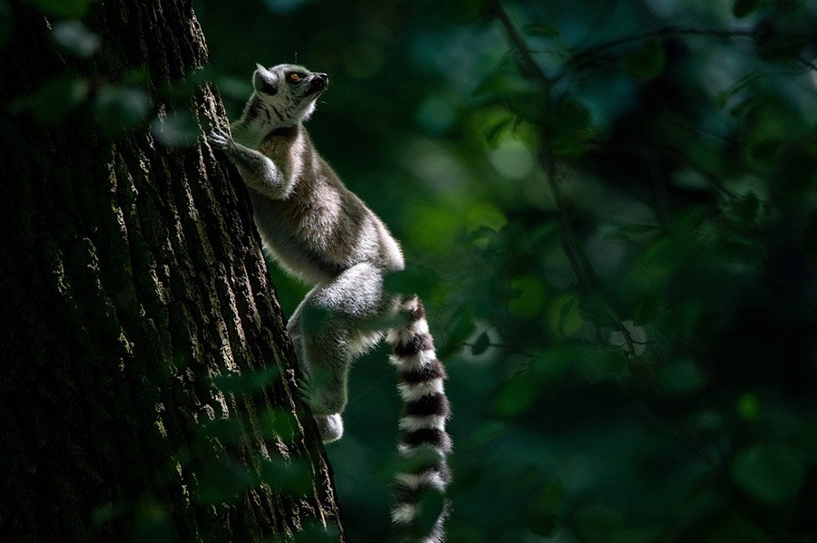 Rainforest animals - Lemur