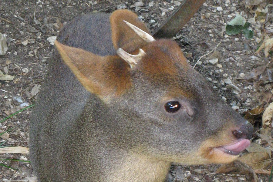 Rainforest animals - Pudu