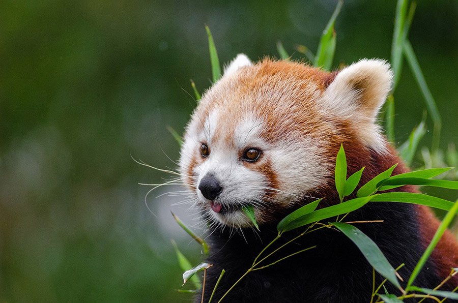 Rainforest animals - Red Panda