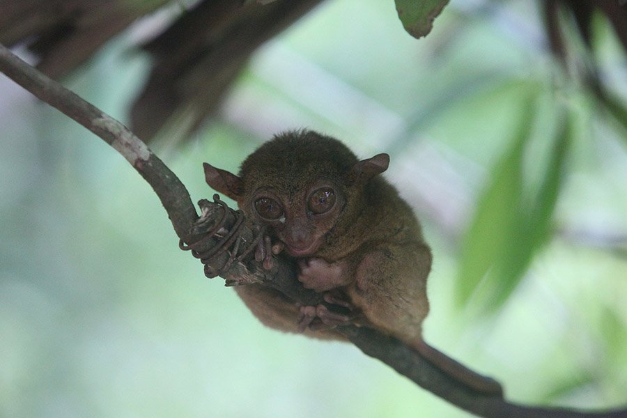 Rainforest animals - Tarsier