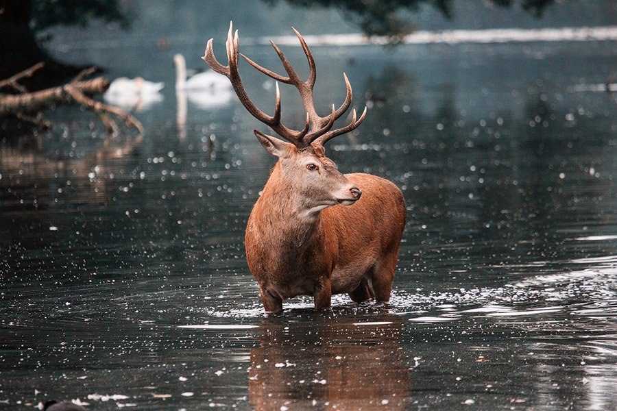 Red deer