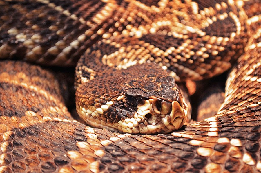 Reptiles - D - F - Diamondback Rattlesnake