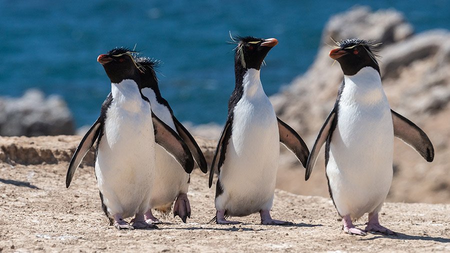 Rockhopper penguins