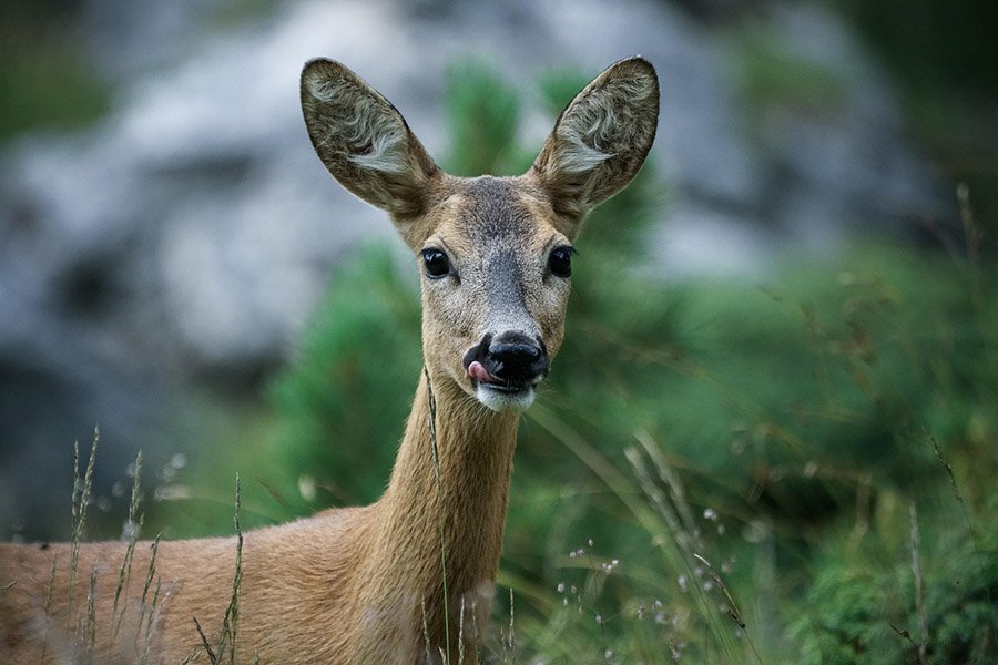 Roe deer