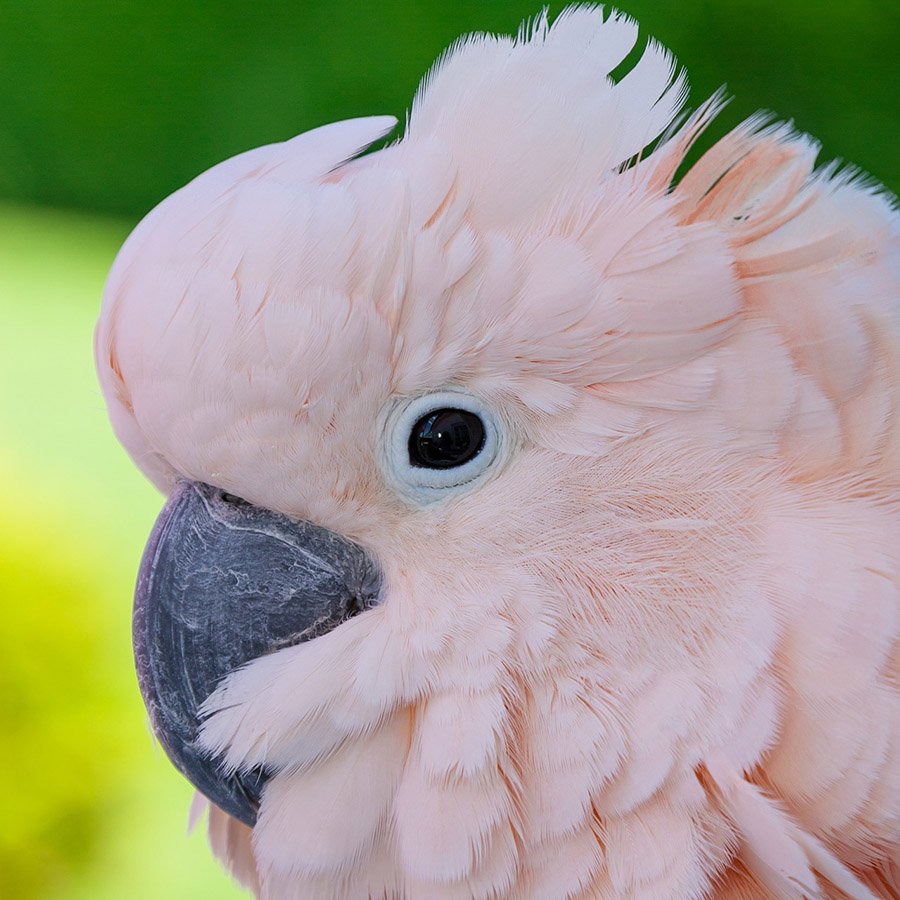 Salmon-crested Cockatoo