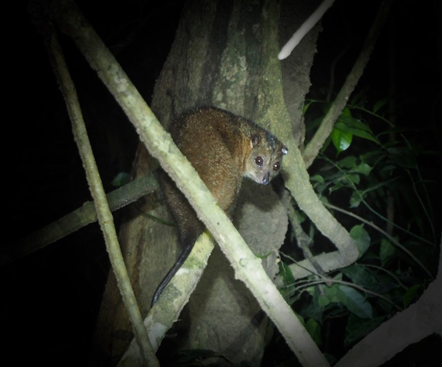 Southern Common Cuscus (Phalanger mimicus)