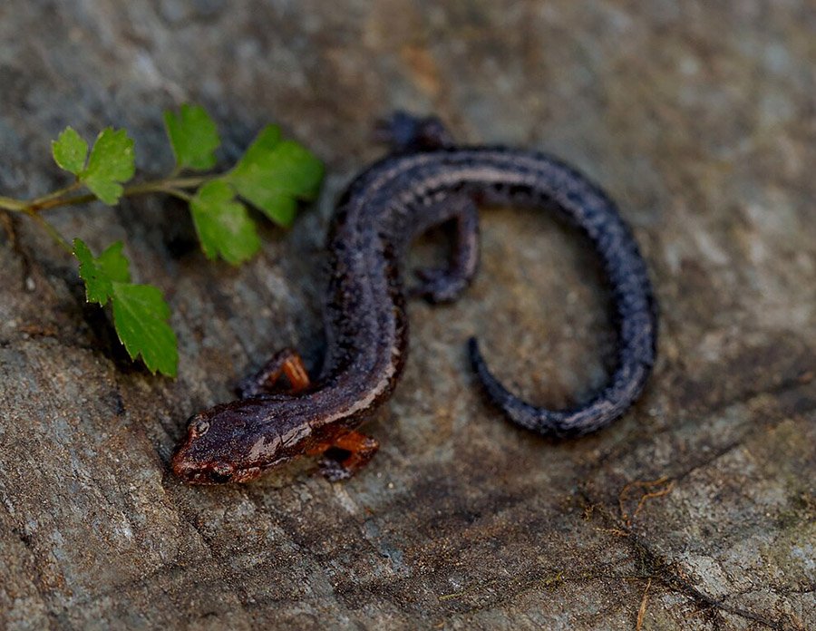 Southern Zigzag Salamander
