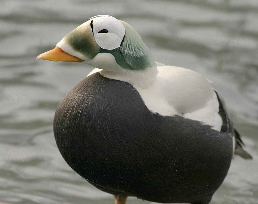 Spectacled eider
