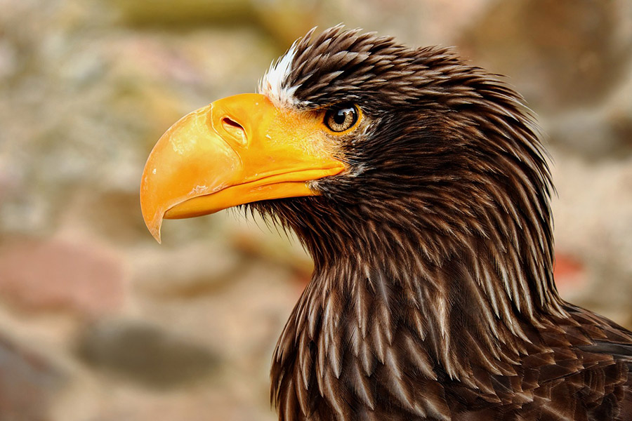 Steller's sea eagle
