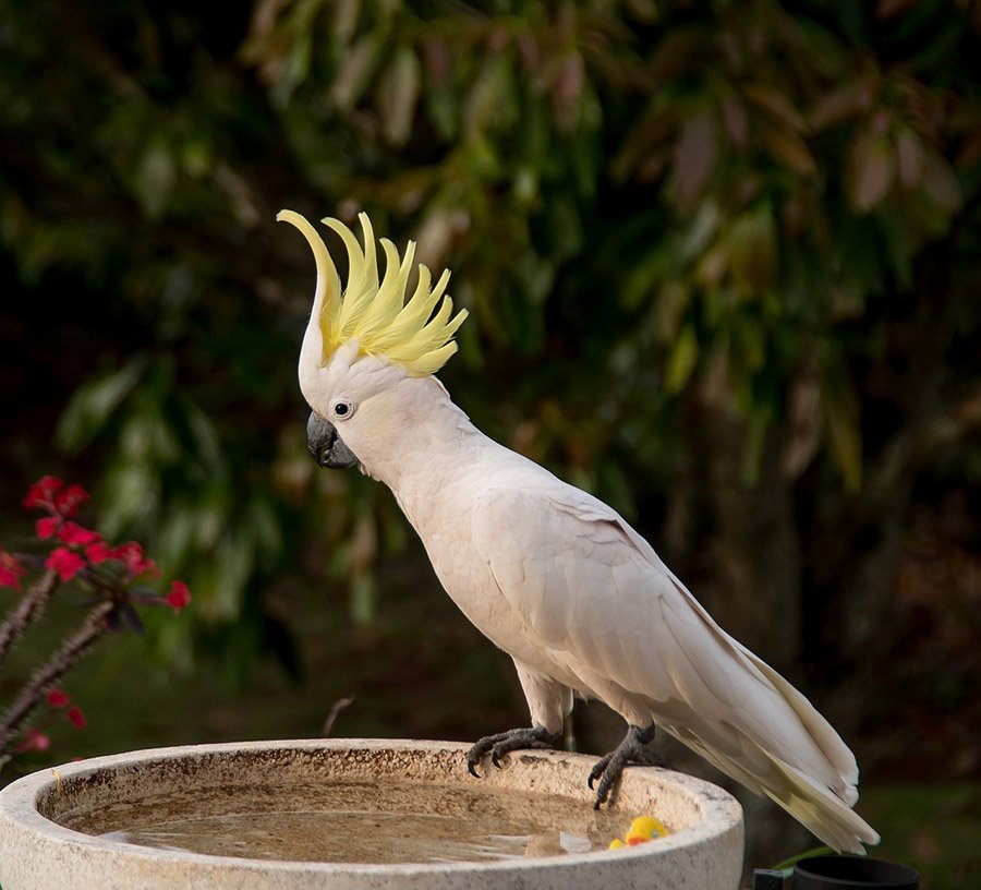Sulphur-crested Cockatoo