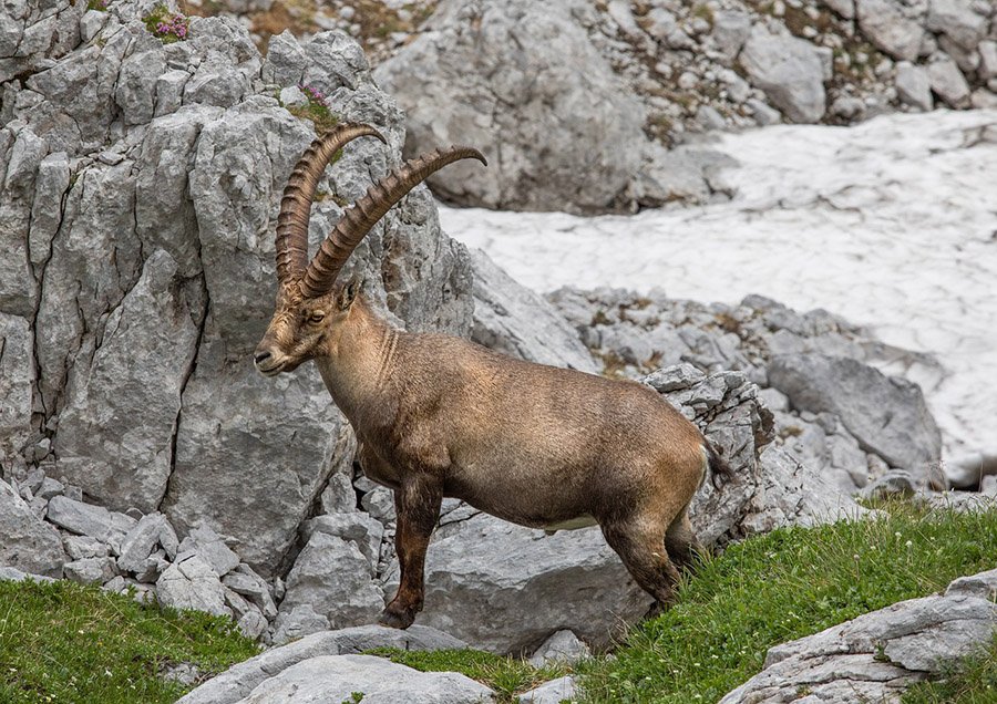 Tundra Animals - Alpine Ibex