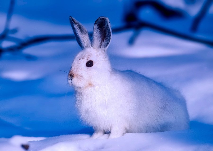Tundra Animals - Arctic Hare